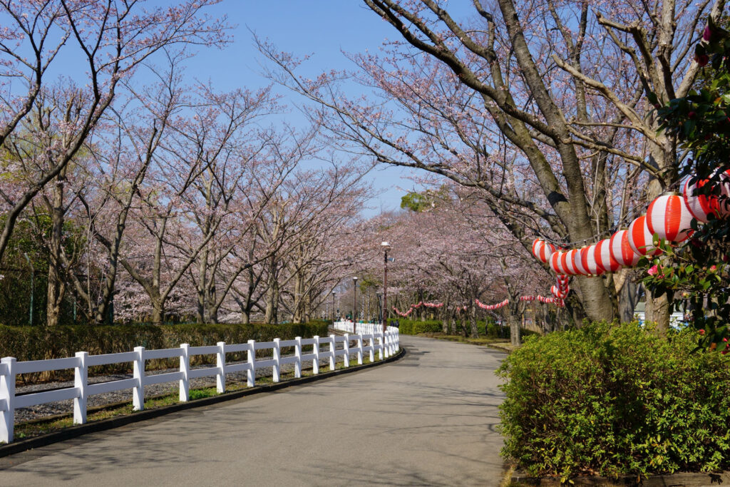 東武動物公園の桜