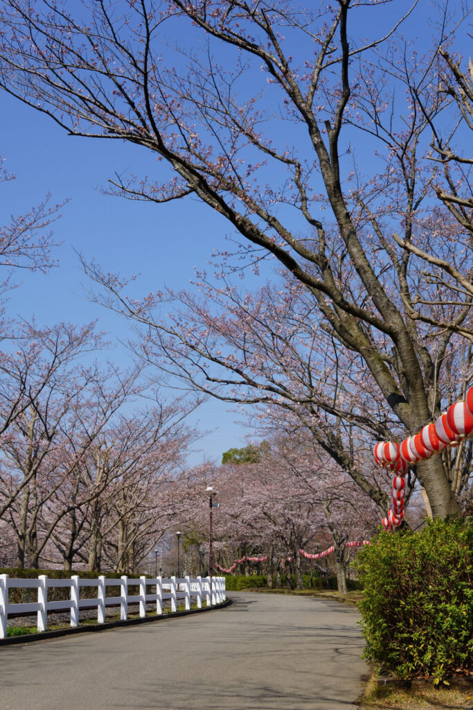 東武動物公園の桜