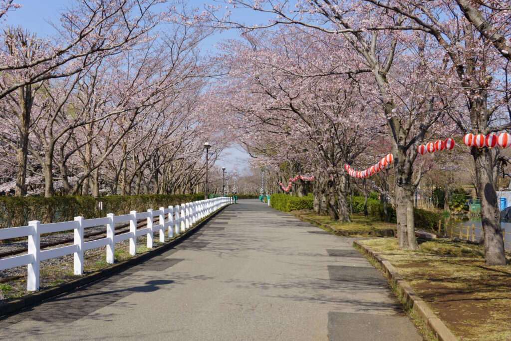 東武動物公園の桜