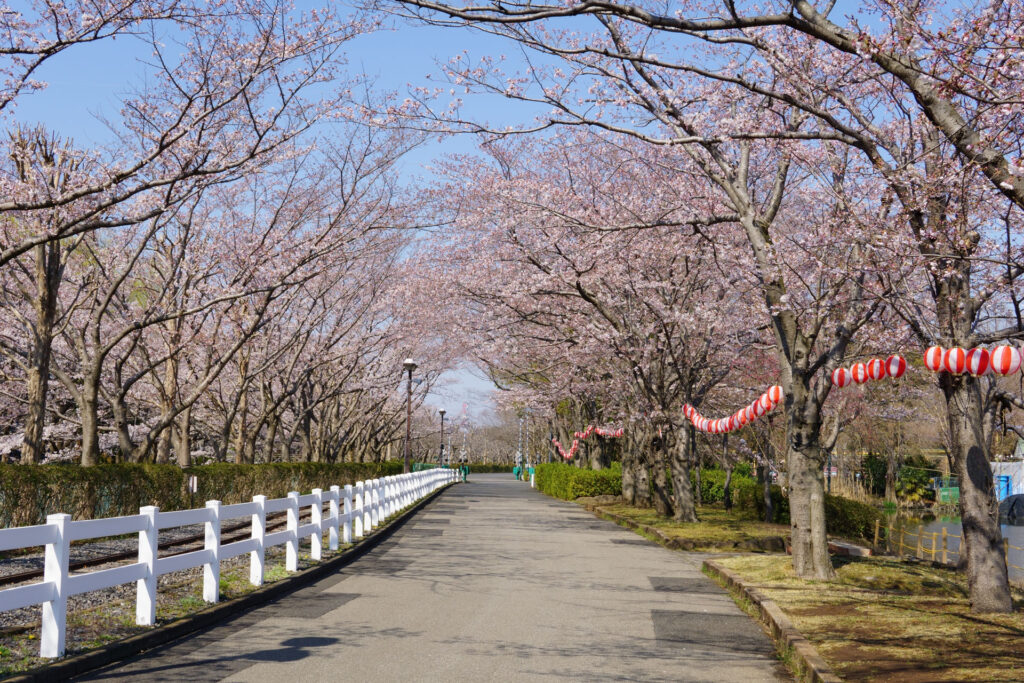 東武動物公園の桜