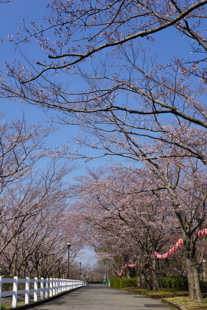 東武動物公園の桜