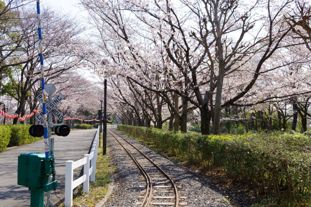 東武動物公園の桜