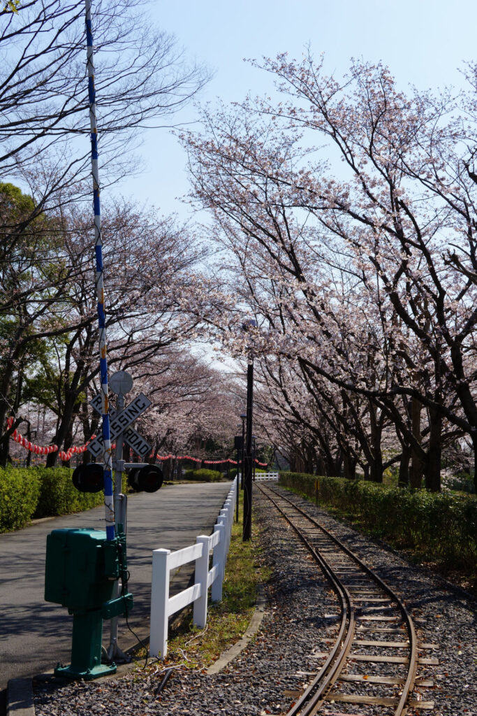 東武動物公園の桜
