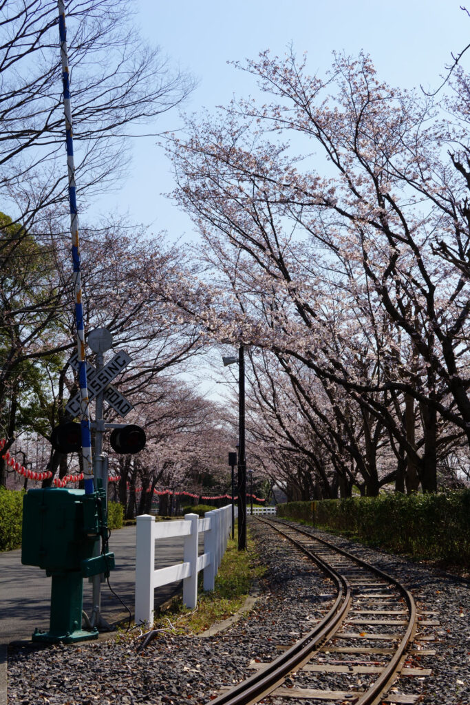 東武動物公園の桜