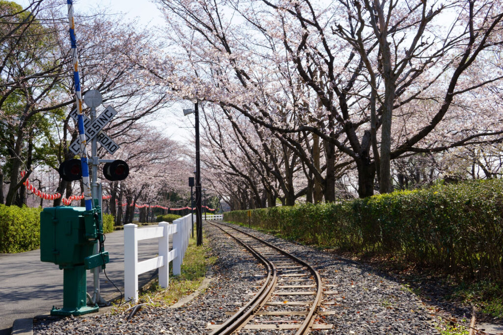 東武動物公園の桜