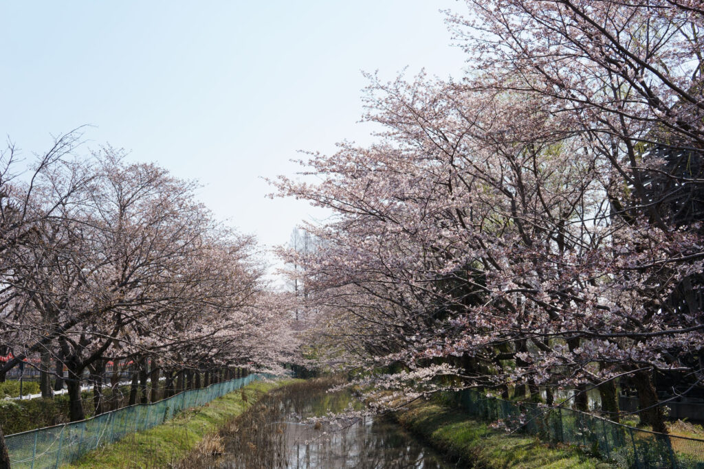 東武動物公園の桜