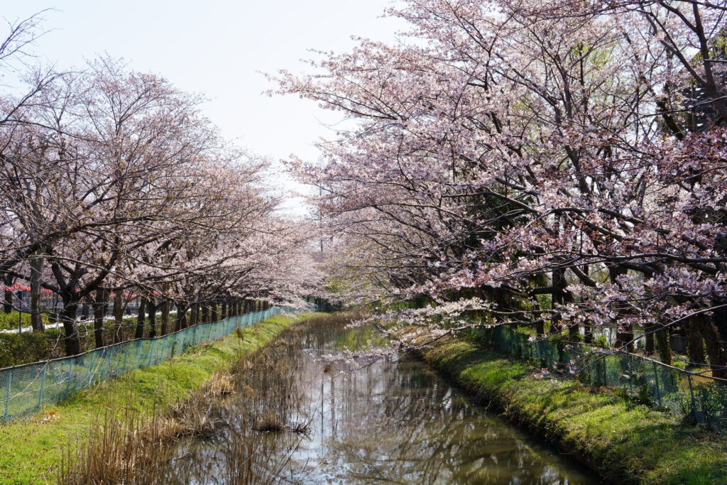 東武動物公園の桜