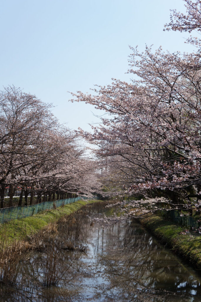東武動物公園の桜