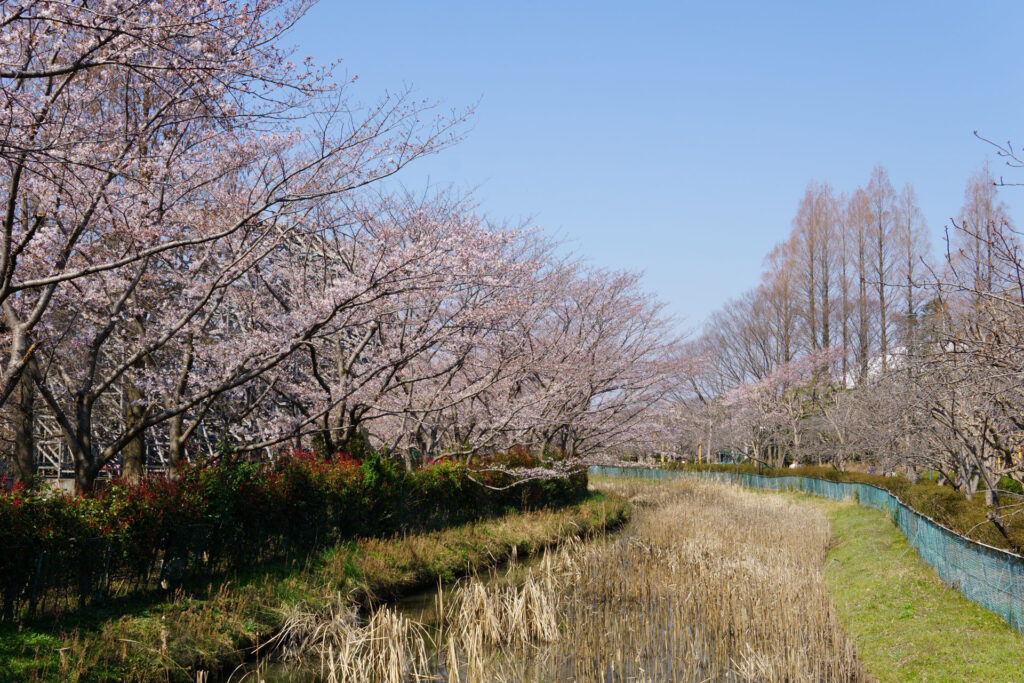 東武動物公園の桜