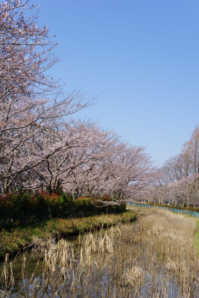 東武動物公園の桜
