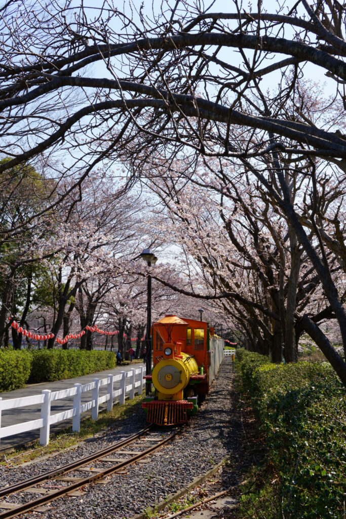 東武動物公園の桜