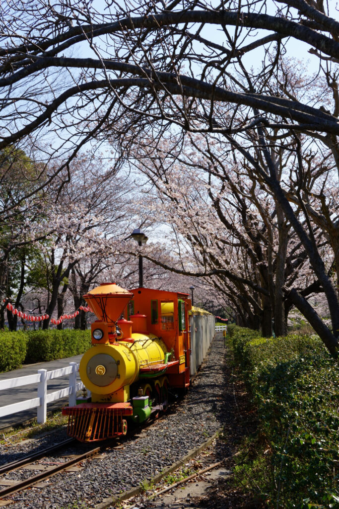 東武動物公園の桜