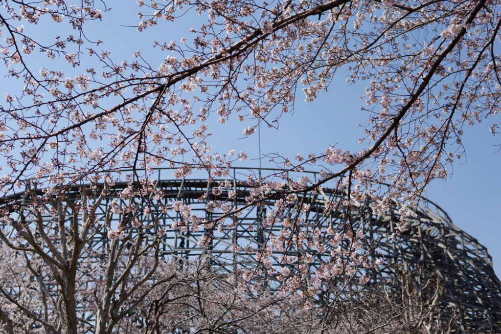 東武動物公園の桜