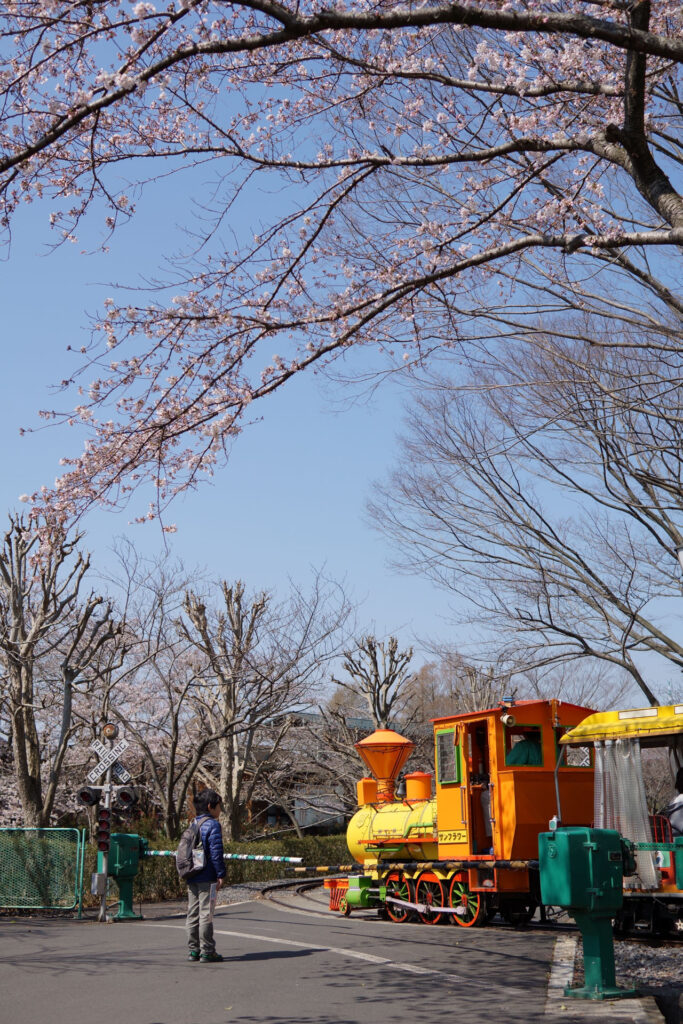東武動物公園の桜