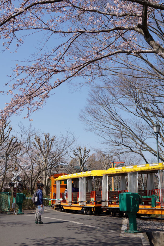 東武動物公園の桜
