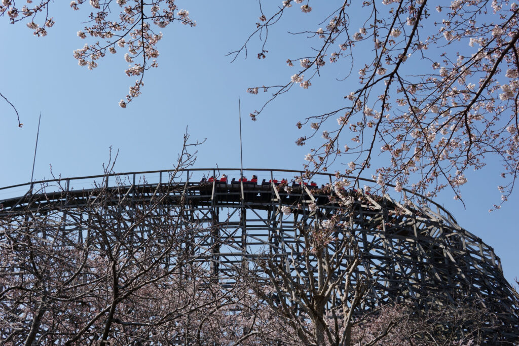 東武動物公園の桜
