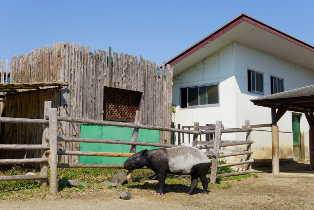 動物たちのランチ