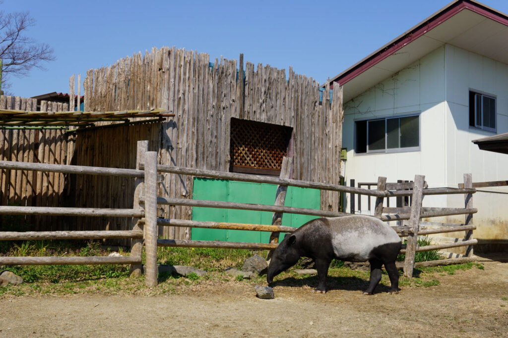 動物たちのランチ