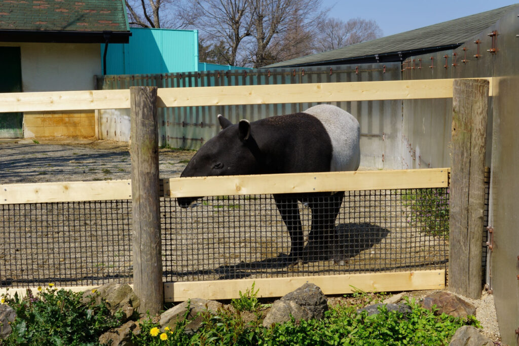 動物たちのランチ