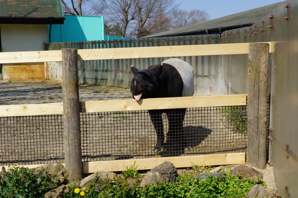 動物たちのランチ