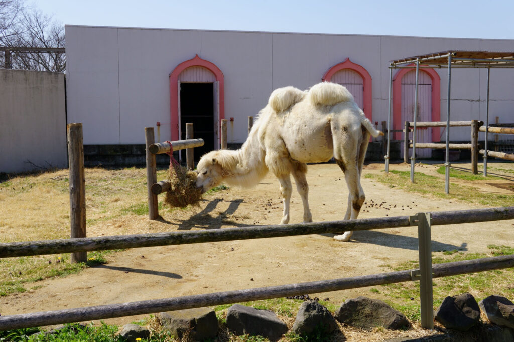 動物たちのランチ