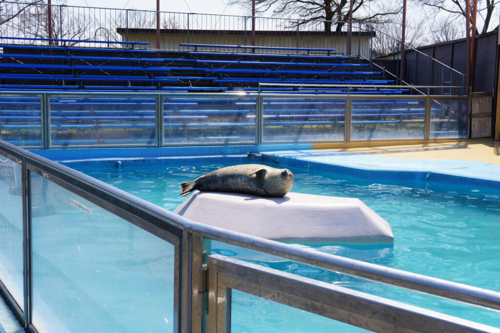 動物たちのランチ
