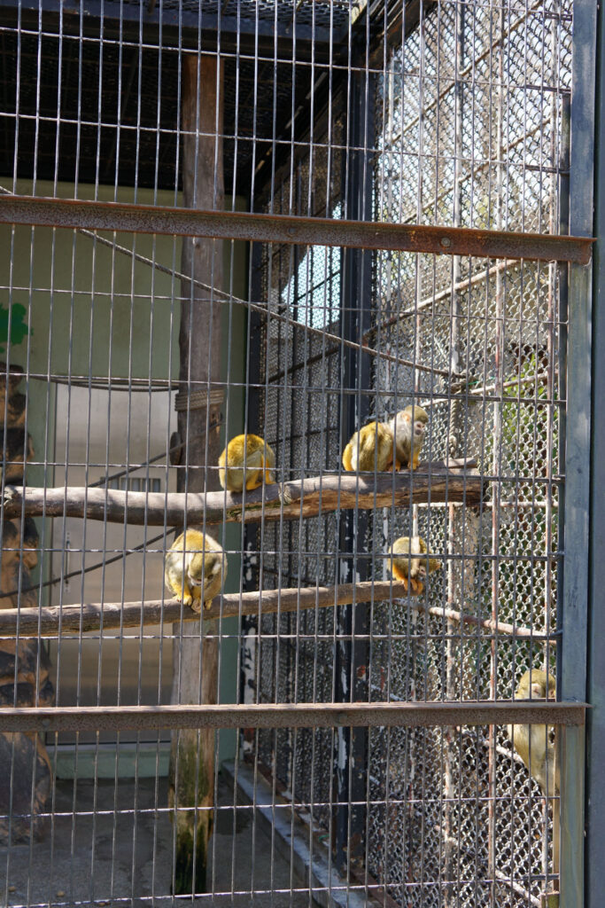 動物たちのランチ