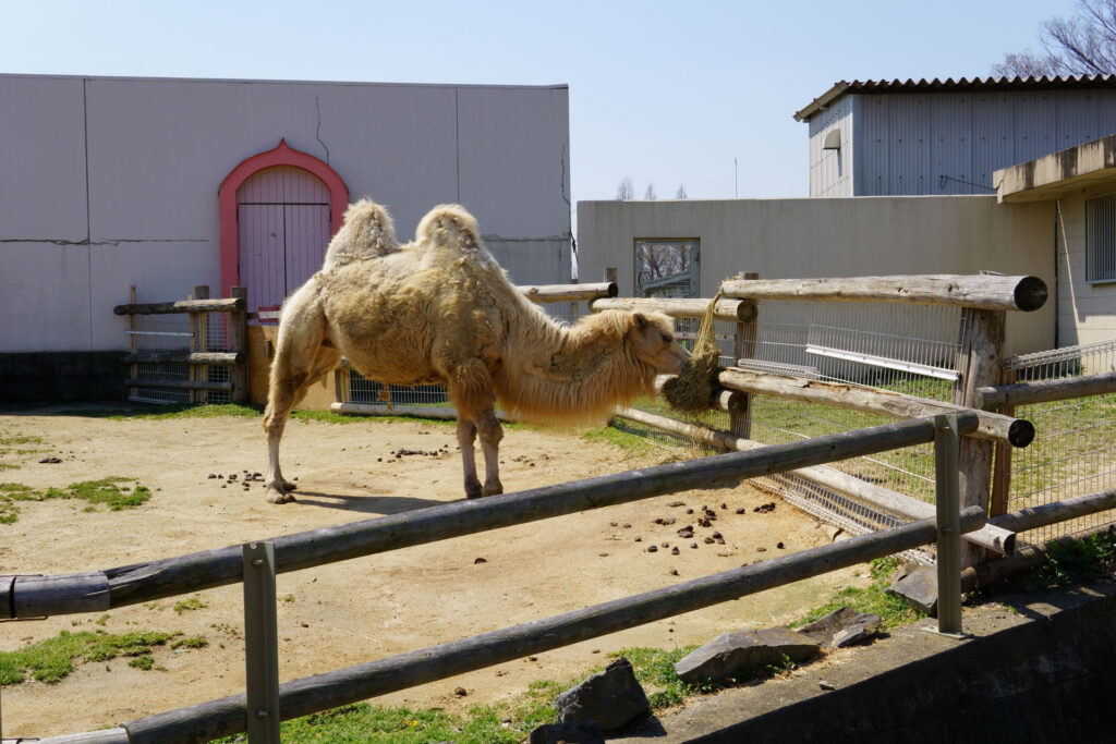 動物たちのランチ