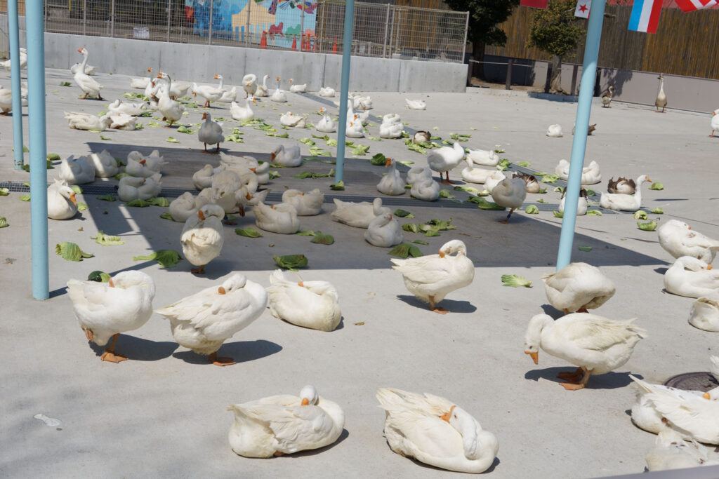 動物たちのランチ