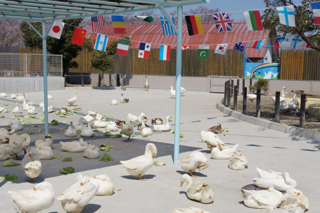 動物たちのランチ