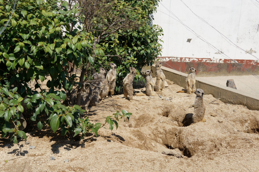 動物たちのランチ