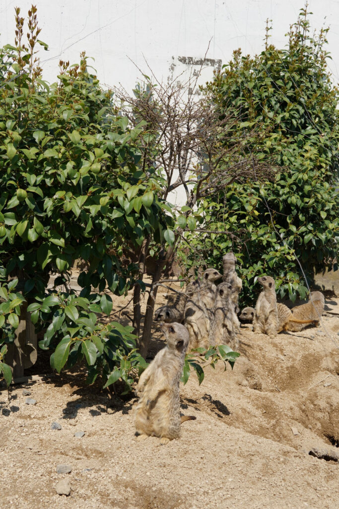 動物たちのランチ