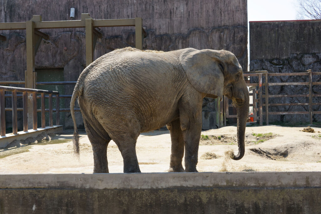 動物たちのランチ