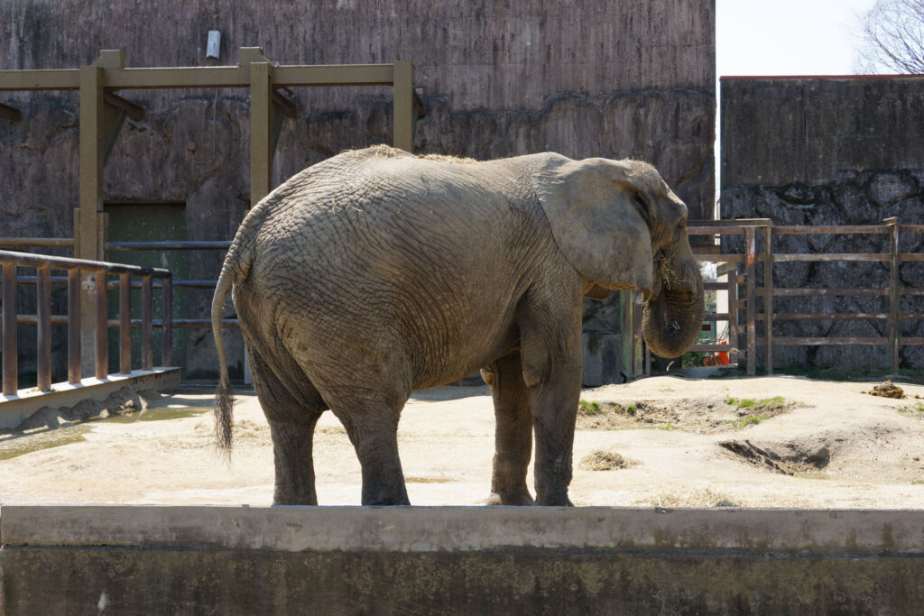 動物たちのランチ
