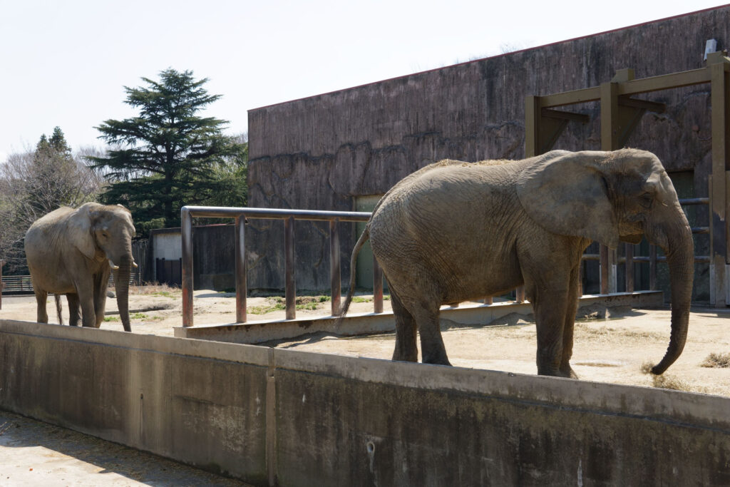 動物たちのランチ