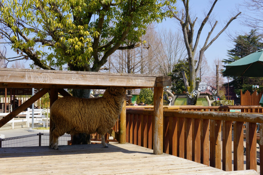 動物たちのランチ