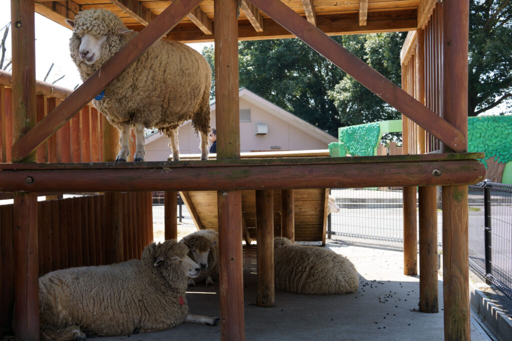 動物たちのランチ