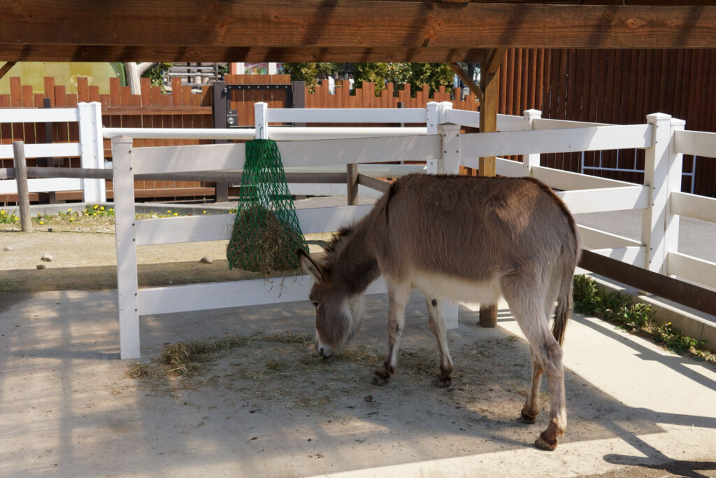 動物たちのランチ