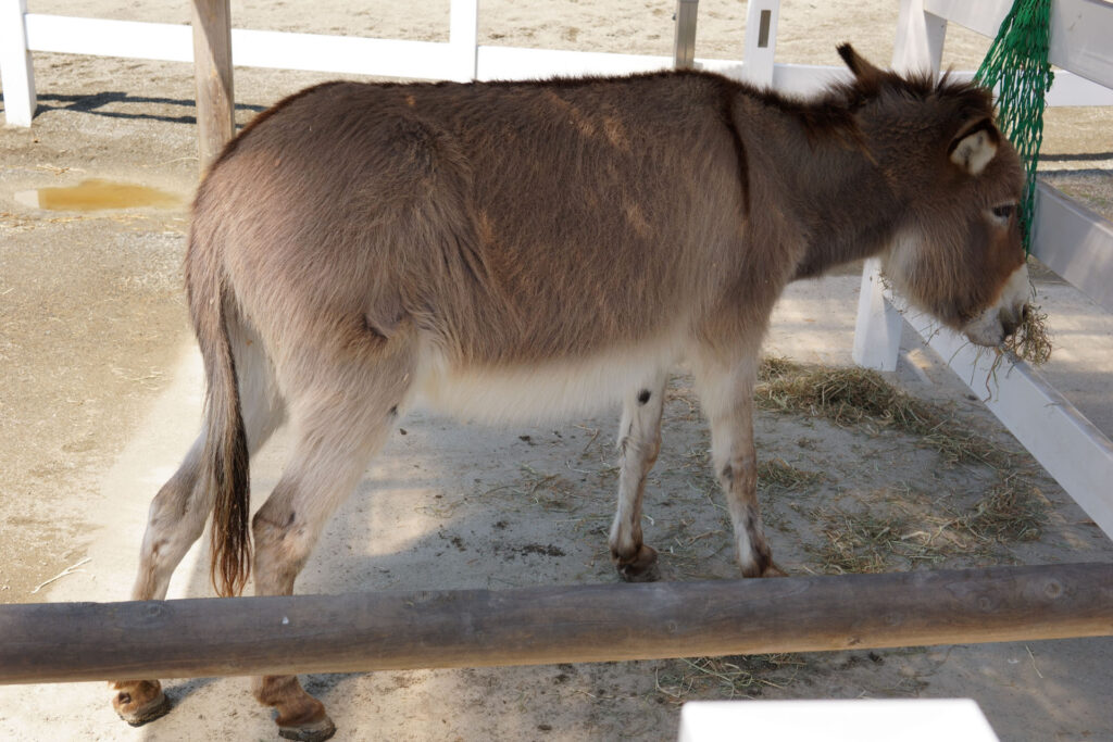 動物たちのランチ