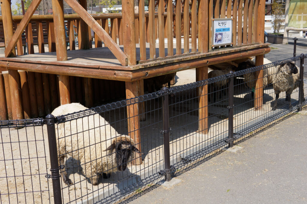 動物たちのランチ