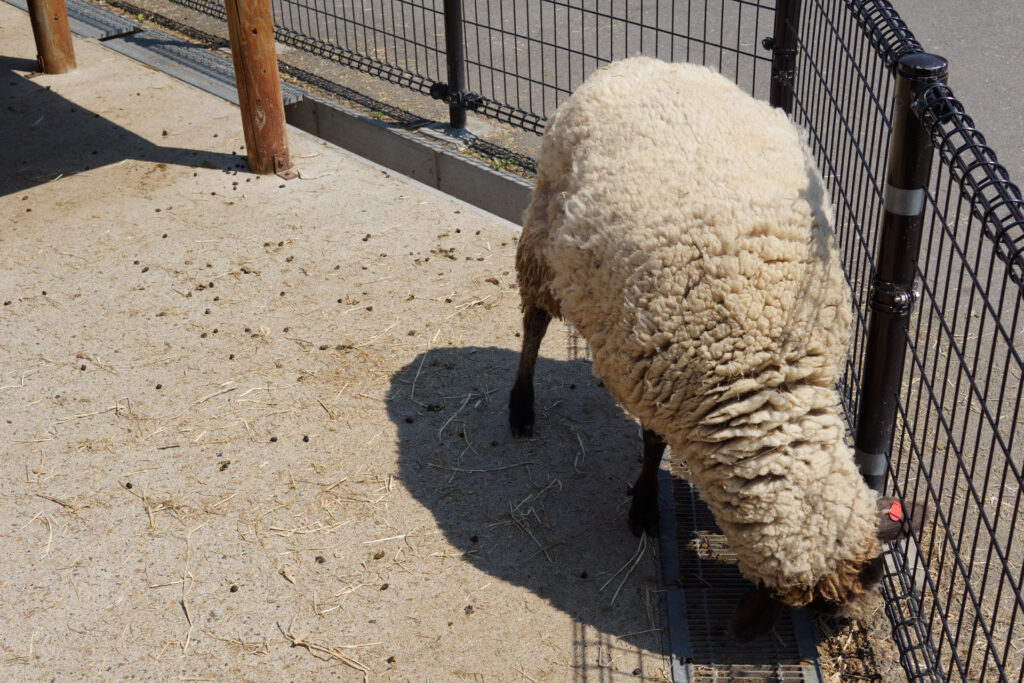 動物たちのランチ
