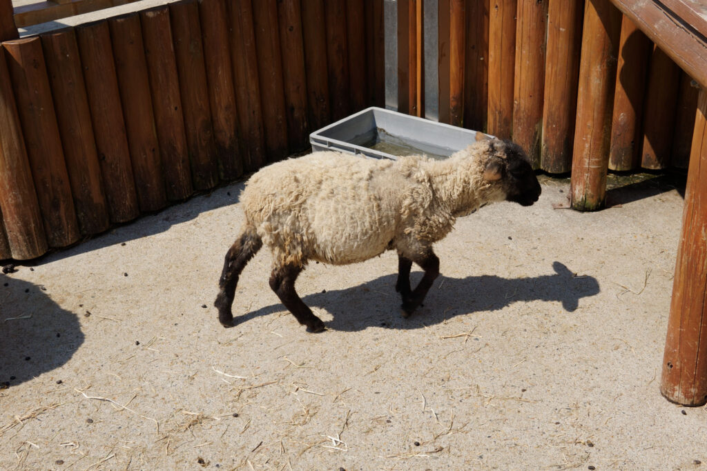 動物たちのランチ