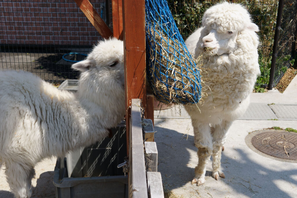 動物たちのランチ