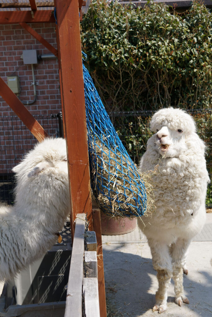 動物たちのランチ