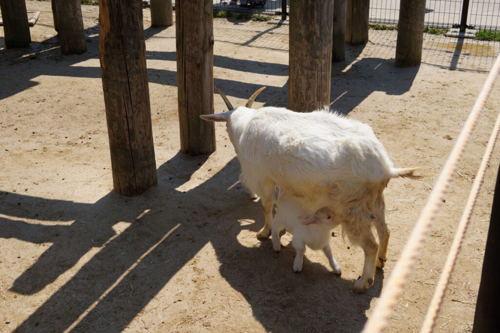 動物たちのランチ
