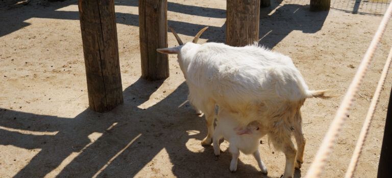 東武動物公園 隠れた桜の名所【2017-3】