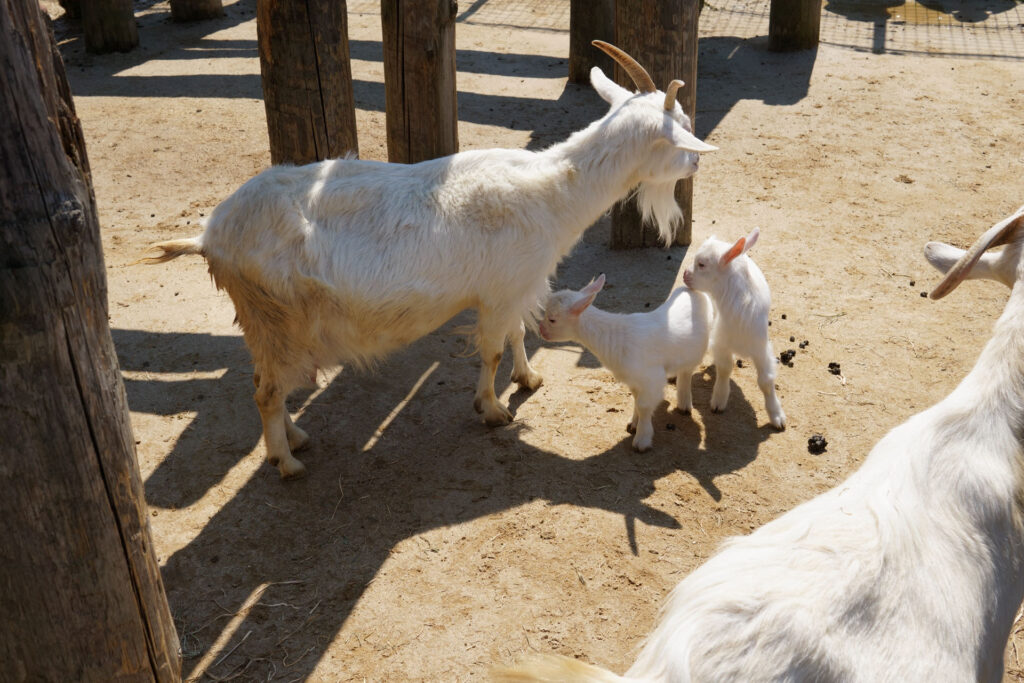 動物たちのランチ