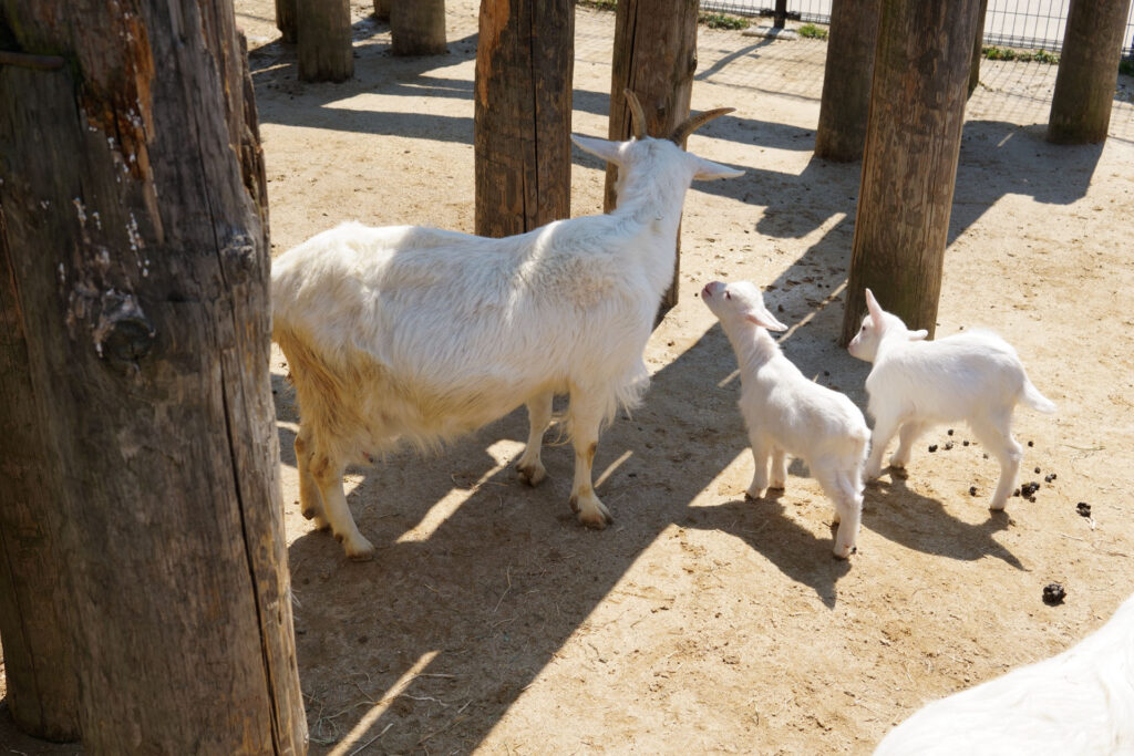 動物たちのランチ
