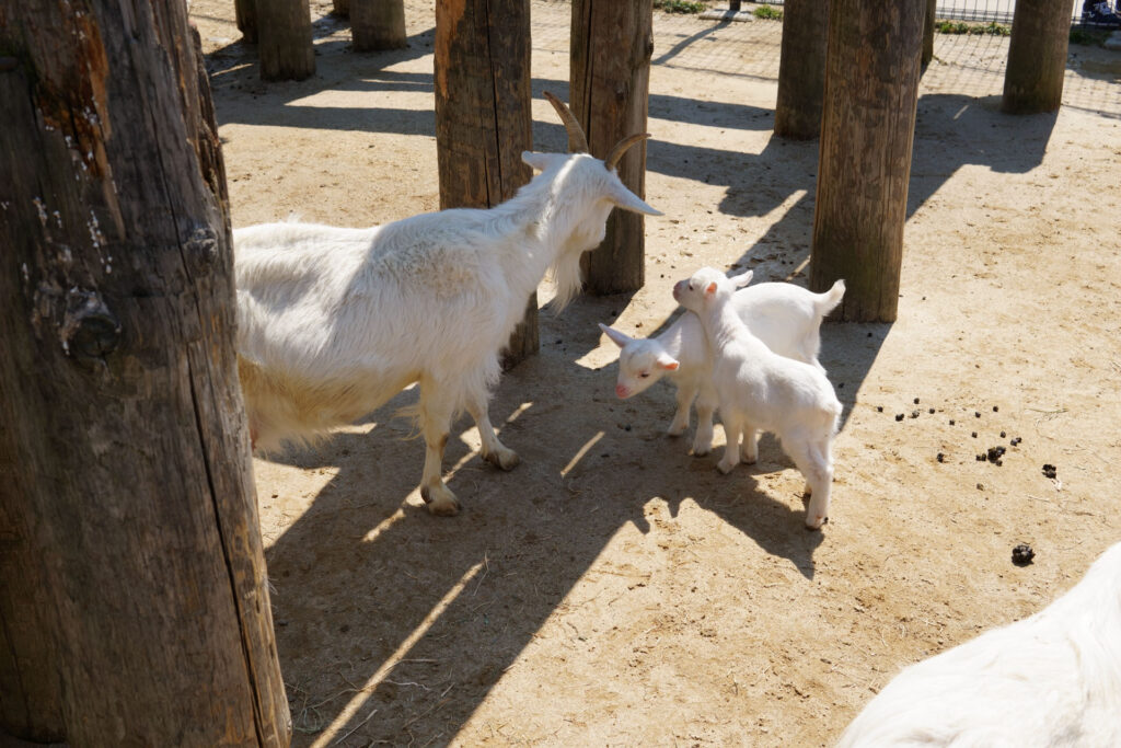 動物たちのランチ