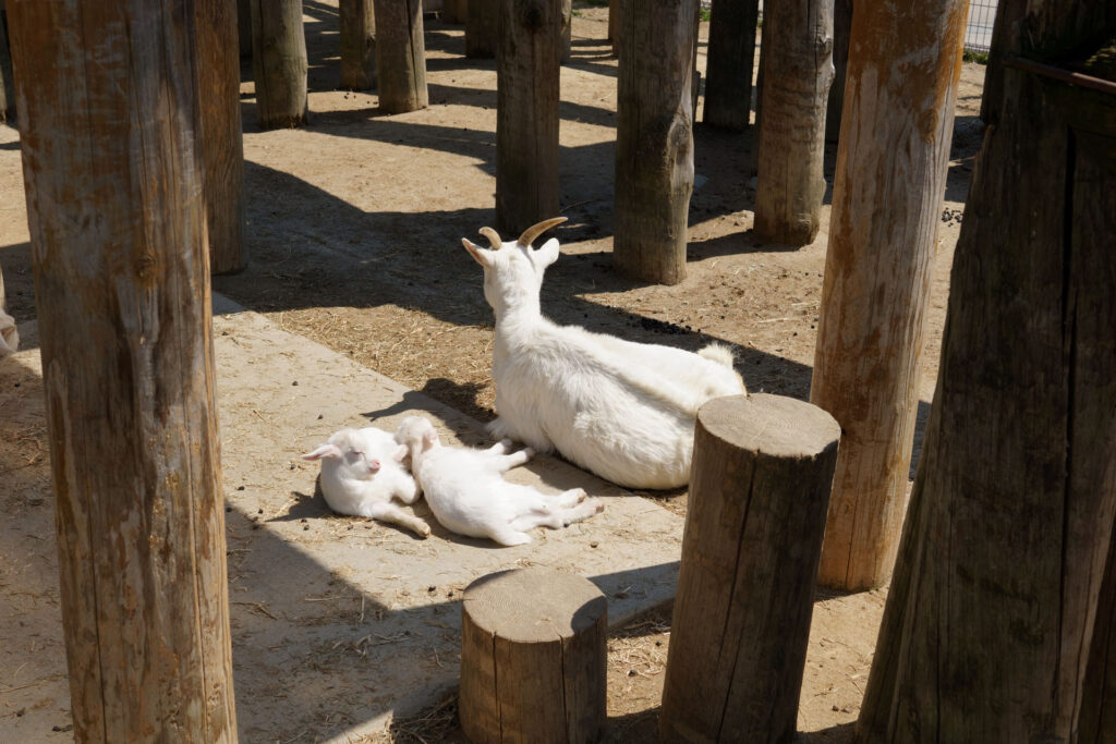 動物たちのランチ